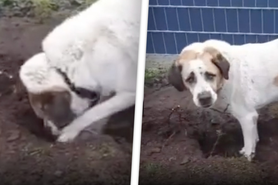 Hund sorgt für Lacher im Netz: Will Vierbeiner etwa aus dem Tierheim ausbrechen?