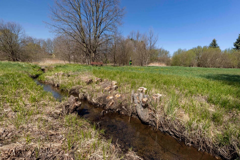Die Stadtverwaltung untersucht auch den Quellbereich des Seifenbaches nahe dem Flughafen.