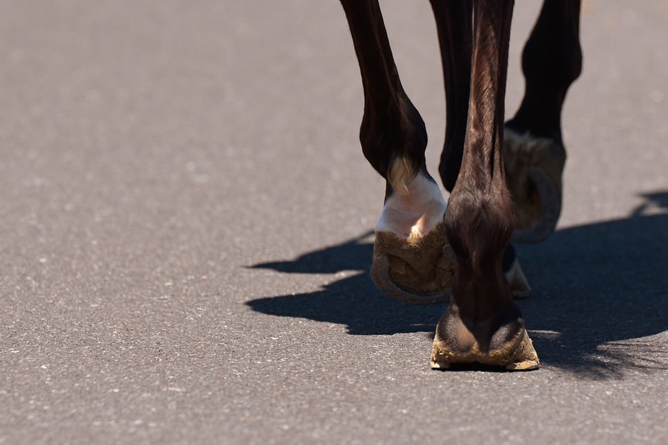 Skoda-Fahrerin kracht in Pferd: Tier stirbt, Frau verletzt