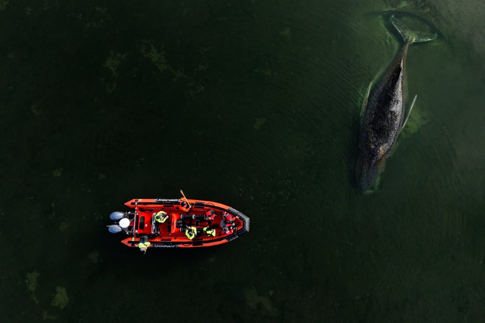 Seit dem 3. März wurden zahlreiche Aktionen gestartet, um dem Buckelwal zu helfen.