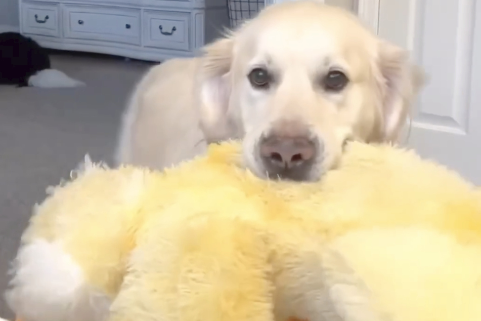 Charlie the dog always has a stuffed duck with him.