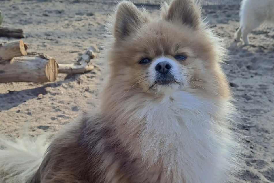 Der Deutsche Spitz Cocö aus dem Hamburger Tierheim sucht ein liebevolles Zuhause.
