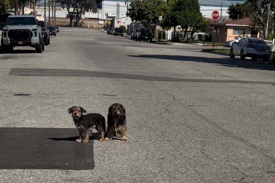 Insgesamt fünf Hunde waren mitten auf der Straße ausgesetzt worden.
