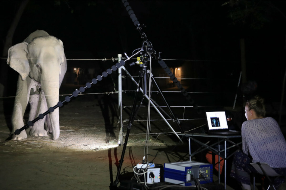 Die Forscher warten geduldig vor den aufgebauten Mikrofonen, dass der Elefant einen Laut von sich gibt.