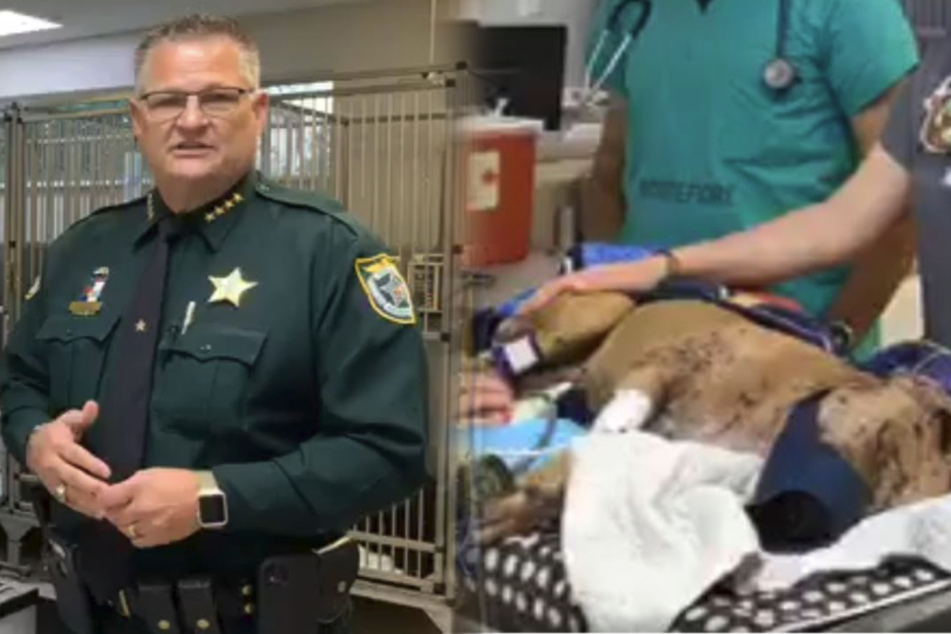 Der Sheriff von Brevard County, Wayne Ivey, zeigte sich bestürzt.