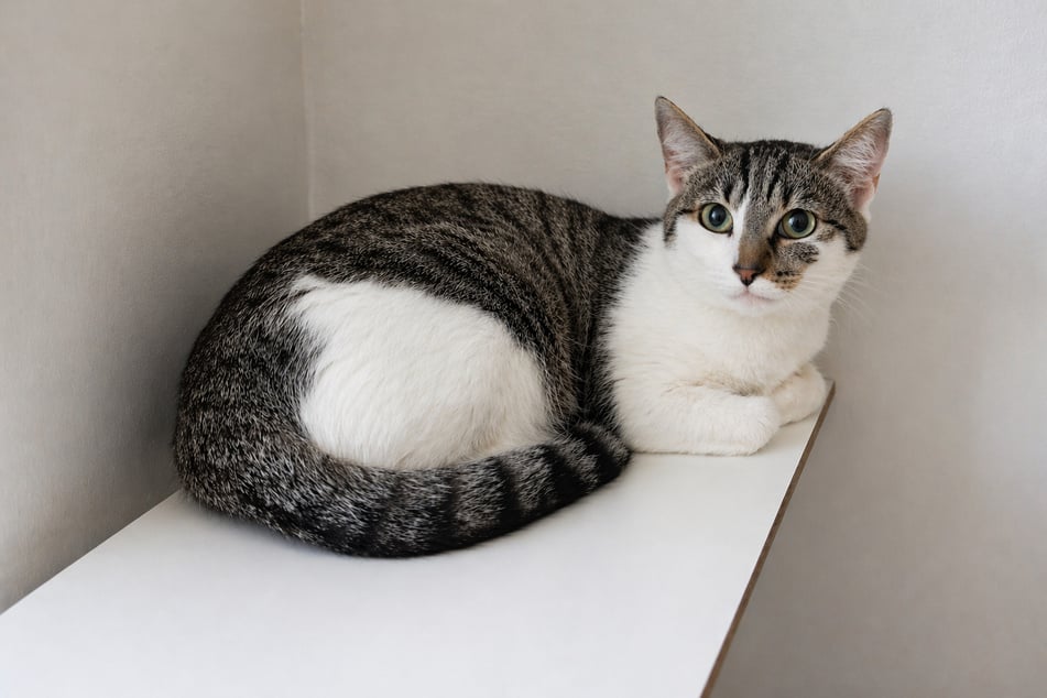 Katze Jelly genießt die Nähe ihrer Menschen.