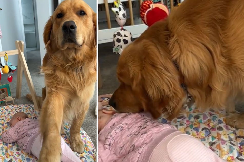 Golden Retriever Mustard zieht alle Register, um beim Baby bleiben zu dürfen. Er reicht dem Frauchen die Pfote, gibt Mackenzie einen Hundekuss.