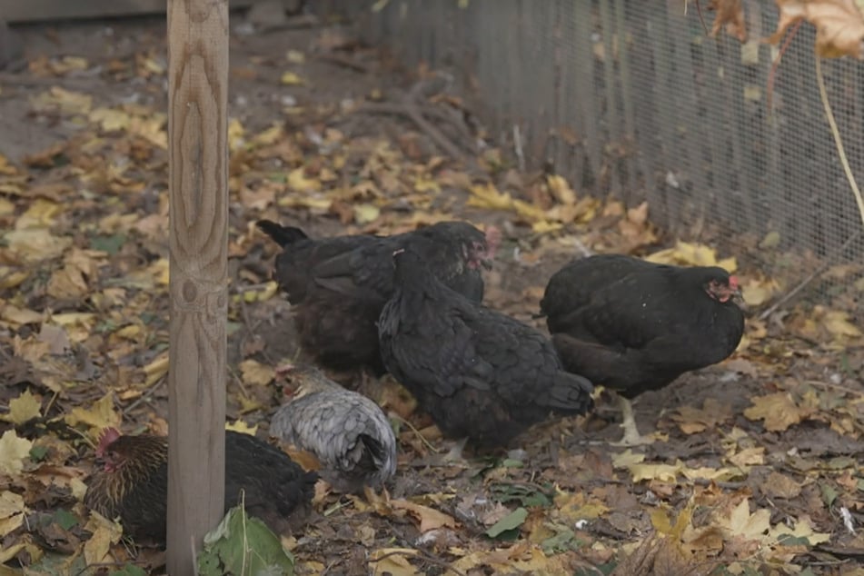 Die Tiere nutzt die 46-Jährige für ihre Hühnerbrühe.
