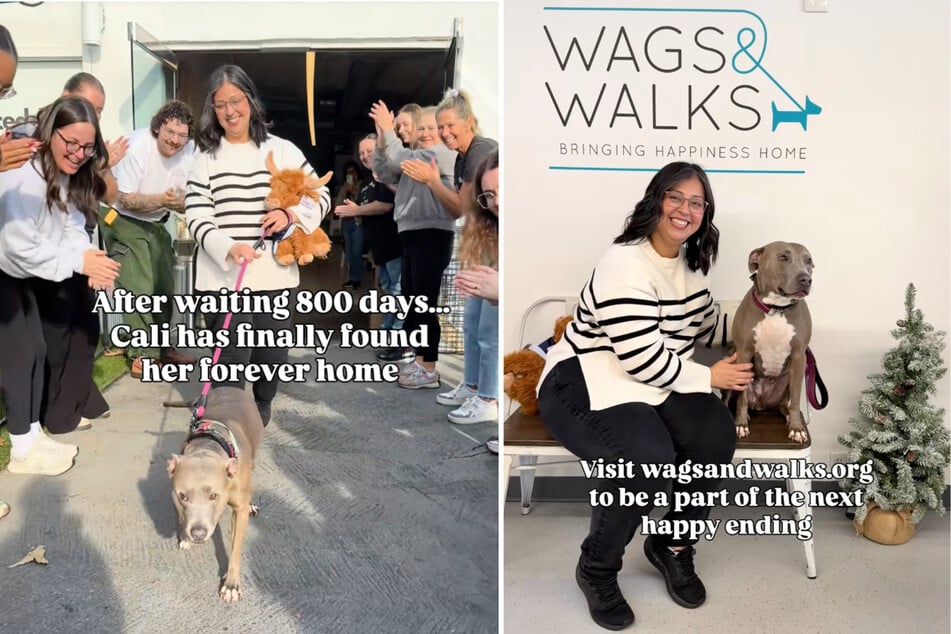 Nach 800 Tagen bekommt Cali die Chance auf ein neues Zuhause.