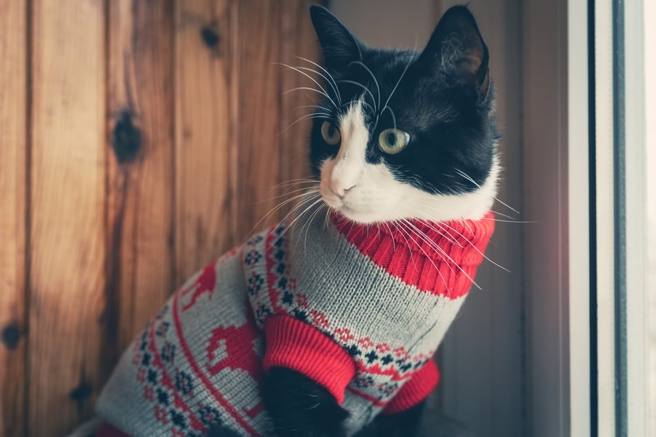 Als Übergangslösung bekamen manche Tiere Pullover angezogen. (Symbolbild)