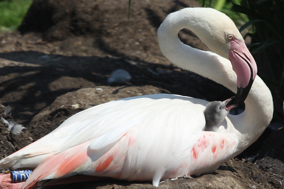 Am Anfang sind die kleinen Flamingos grau und haben einen geraden Schnabel.