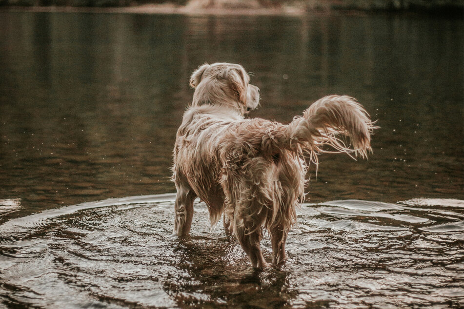 The golden retriever is one of the greatest dog breeds in the world.