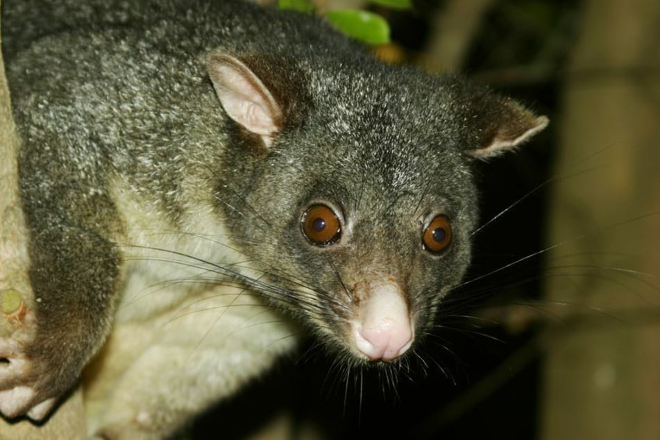 Opossums verstecken sich meistens auf Bäumen.