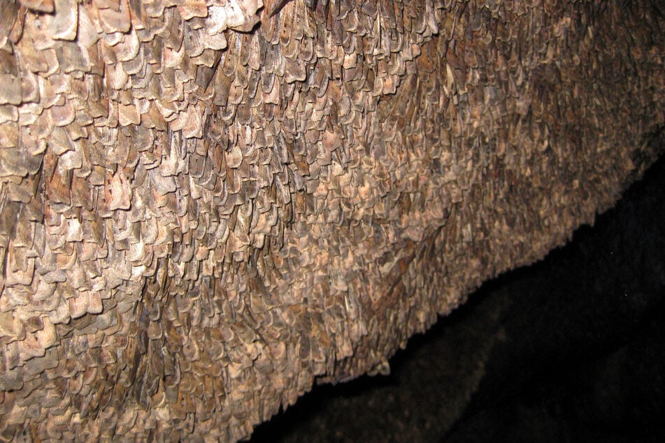 This handout photograph taken on December 23, 2010 and released by the University of Lund, Sweden, shows Bogong moths clustered on a cave wall in the Australian Alps in the country’s southeast.