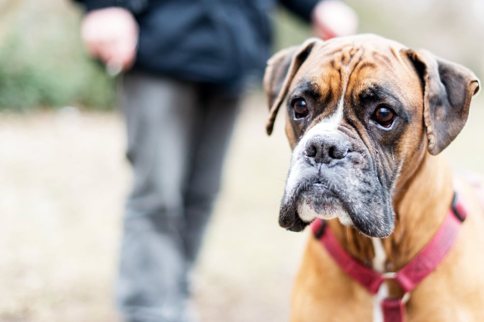 In Berlin-Lichtenberg werden Paten für ein neues Hunde-Freilaufgebiet gesucht. (Symbolbild)