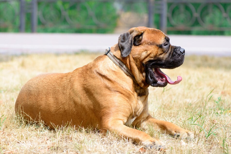 Hayley Lucas (43) glaubt nicht mehr daran, dass ihr geliebter Hund Frank noch lebt. (Symbolbild)