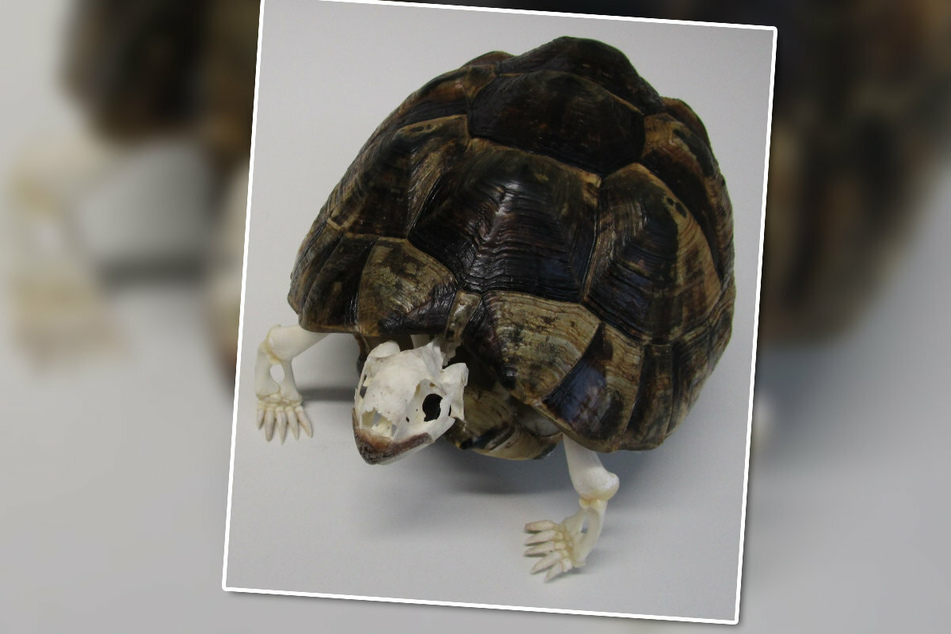 Beim Zollamt Donauwörth wurde eine skelettierte Maurische Landschildkröte in einer Postsendung entdeckt.