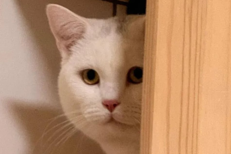 El gato Til busca personas que le acompañen toda la vida.