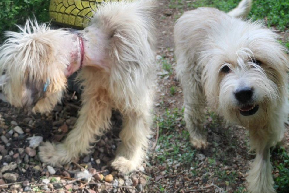 Hund Trug Enge Schnur Und Atmete Nur Noch Durch Loch In Seinem Hals 24