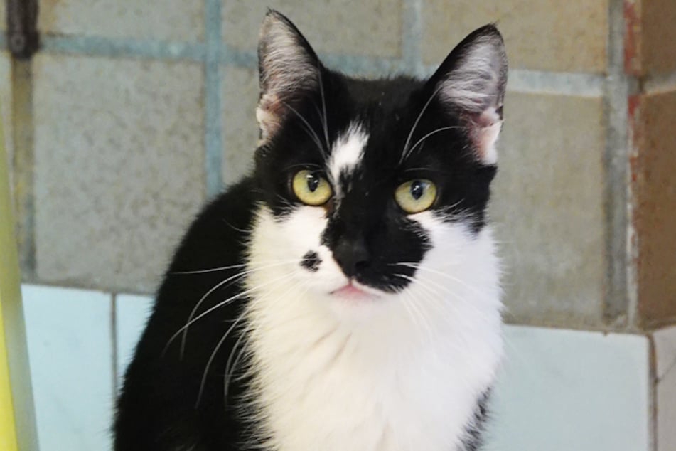 Minka wartet im Tierheim in Kassel auf eine neue Familie.