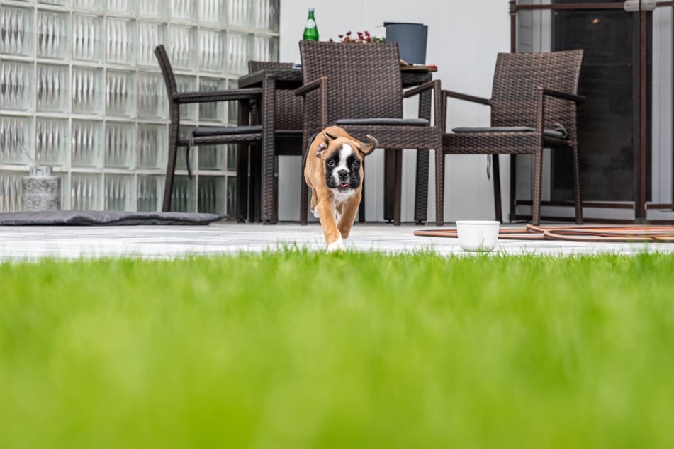 Outdoor-Hundekameras zeigen, was der Hund im Garten anstellt.