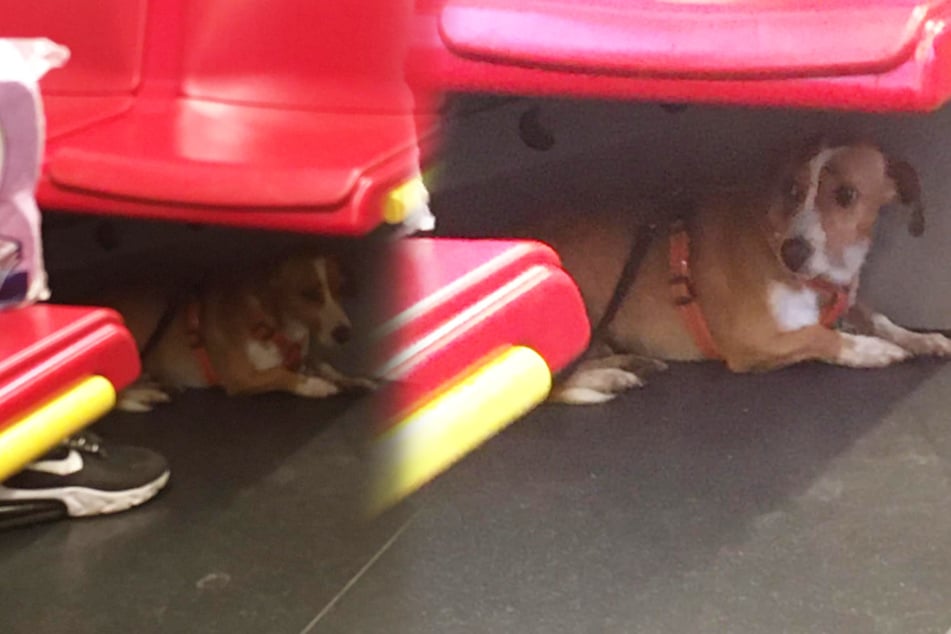 Völlig verängstigt liegt der arme Hund unter den U-Bahn-Sitzen.