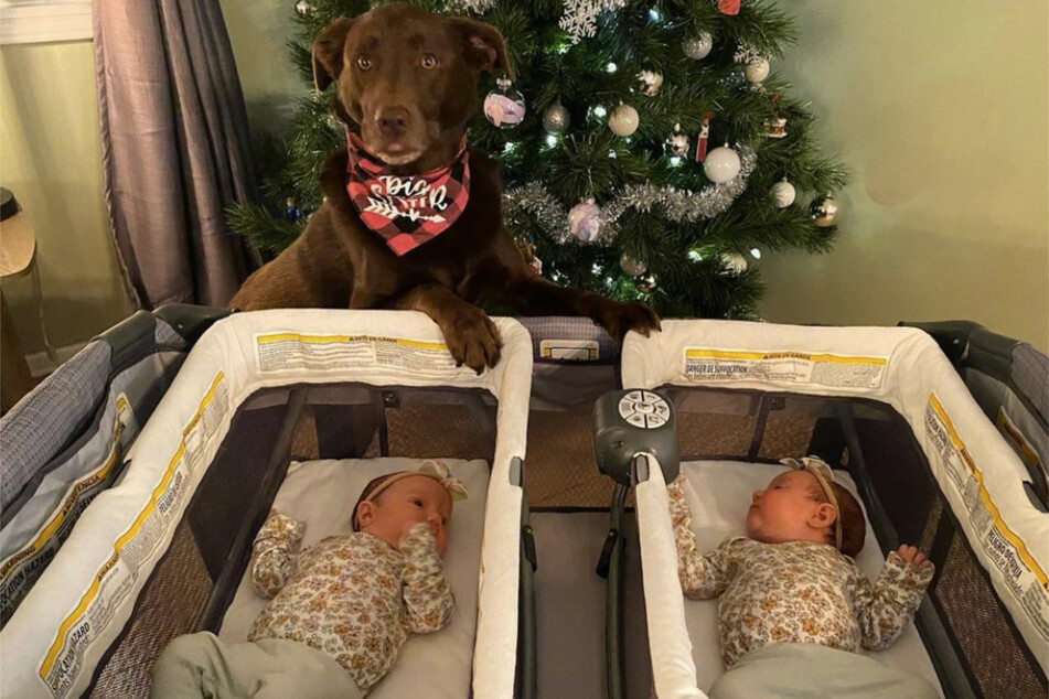 At the beginning of the year, Lucy the dog got two new human sisters at once: twins Lily and Lennon Rheaume.