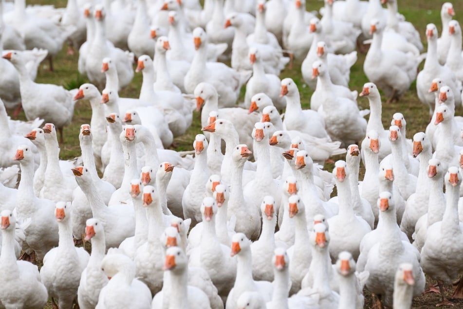 Tausende Gänse hält Lorenz Eskildsen in Mutzschen und Umgebung. Die Stallungen werden epidemiologisch getrennt voneinander bewirtschaftet.