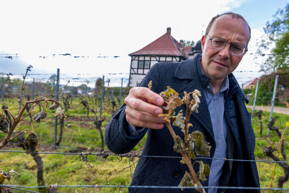 Erfroren: Sachsens Agrarminister Wolfram Günther (50, Grüne) schaut sich auf dem Weingut Hoflößnitz in Radebeul die Frostschäden an.