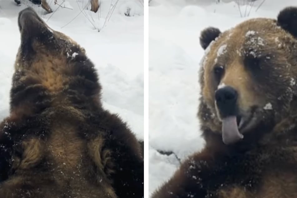 Silly grizzly bear chows down on snowflakes in adorable video!