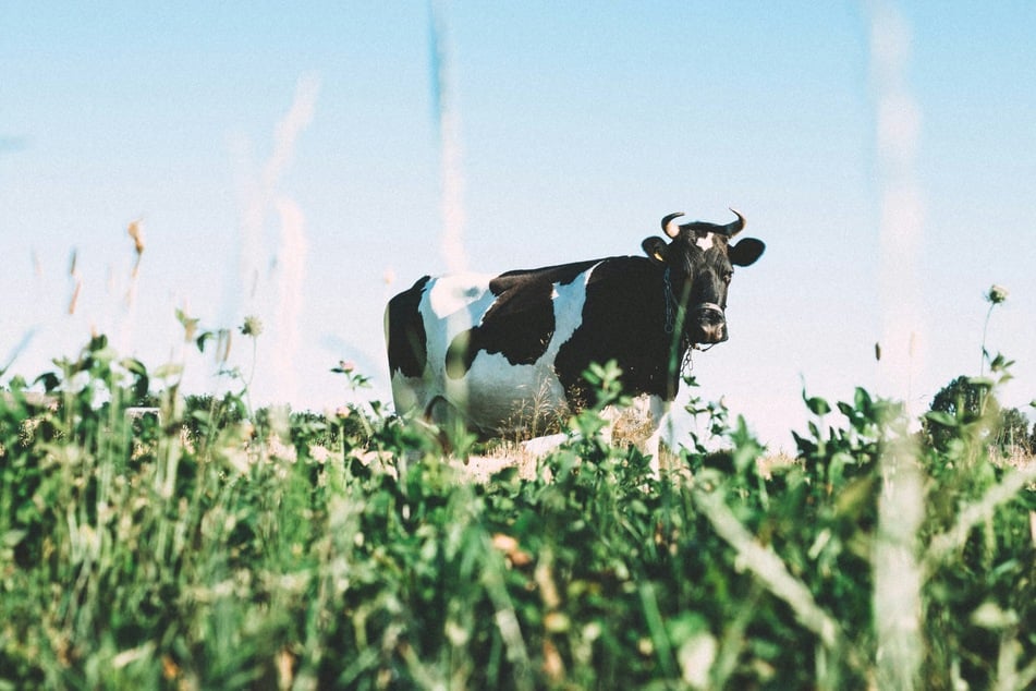 Both CDC case studies involved pet owners who worked at or near dairy cattle farms affected by bird flu, and both resulted in the deaths of infected felines.