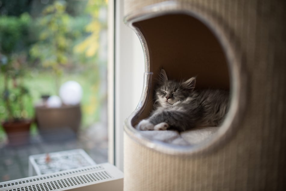 Katzen brauchen einen Rückzugsort, an dem sie ungestört sind und sich geborgen fühlen.