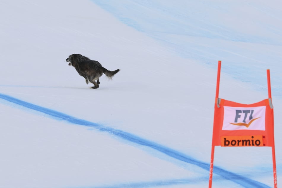 Ein Hund rannte während des Rennens in Bormio über die Strecke.