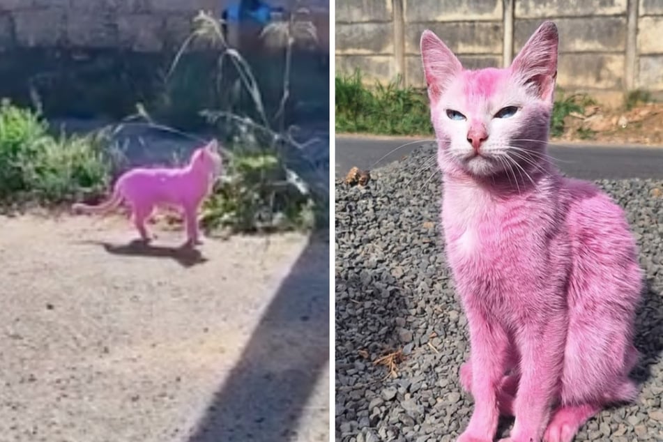 Thanks to numerous tips, the pink cat was finally located and taken to safety.