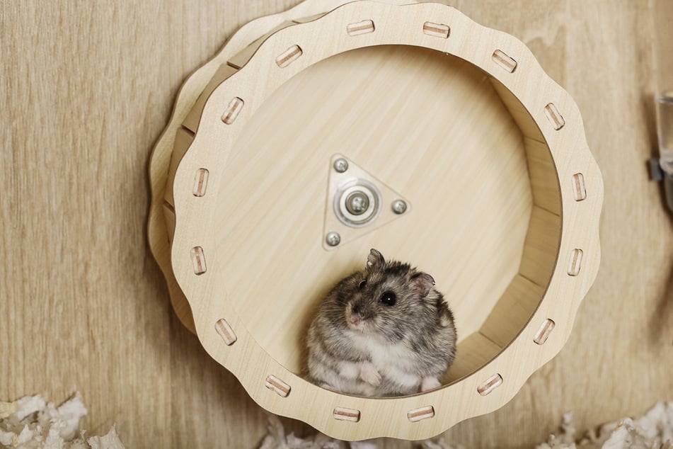 Hamster laufen enorm weite Strecken.