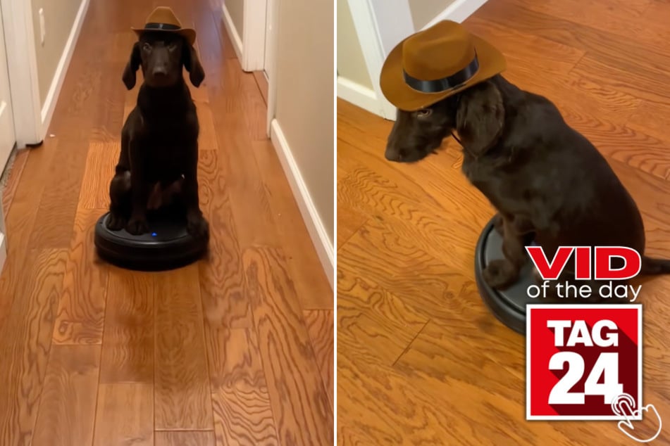 This TikToker's dogs redefine "normal" with a dab, a Roomba, and serious cowboy energy.