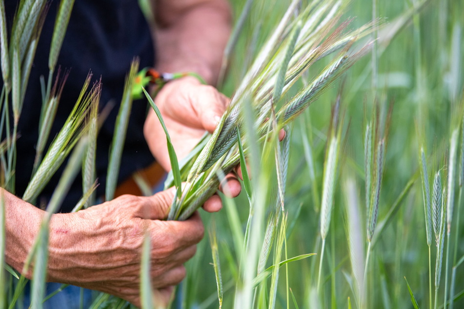 Vorpachtrecht für Nachhaltigkeit: Ein Landwirt hält die Ähren einer ökologisch angebauten Roggenpflanze in den Händen.