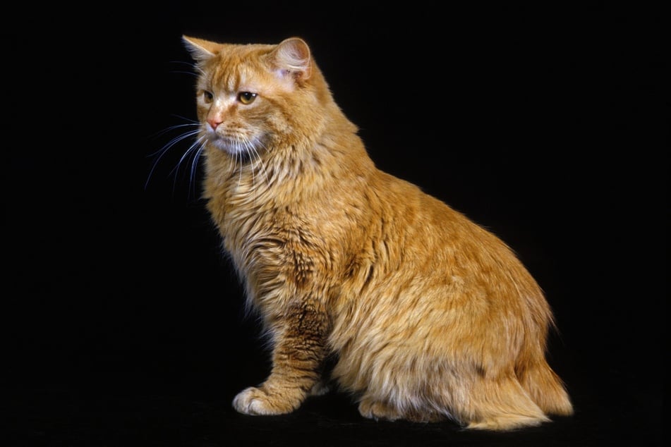 The Cymric isn't your typical short-legged kitty.