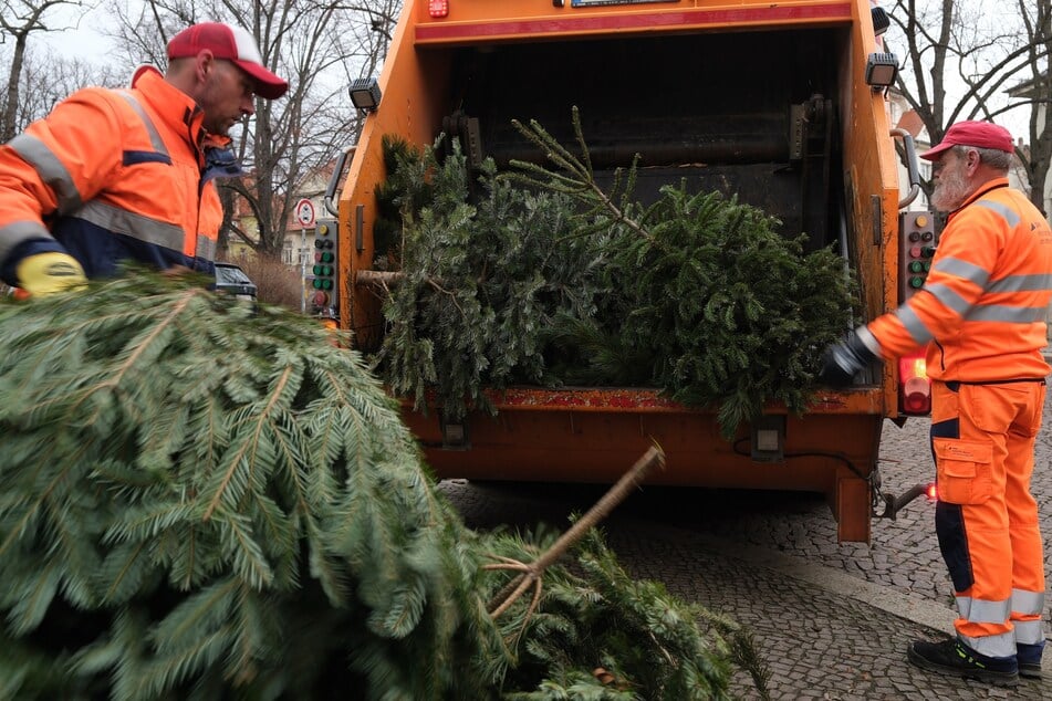 Über die Entsorgungstermine der Biotonne können in Magdeburg Weihnachtsbäume entsorgt werden. (Symbolfoto)