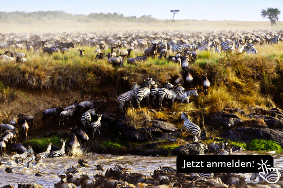 Tierwelt Ostafrikas: 16 bis 17 Uhr mit Uwe Jeremiasch (DIAMIR Erlebnisreisen)
