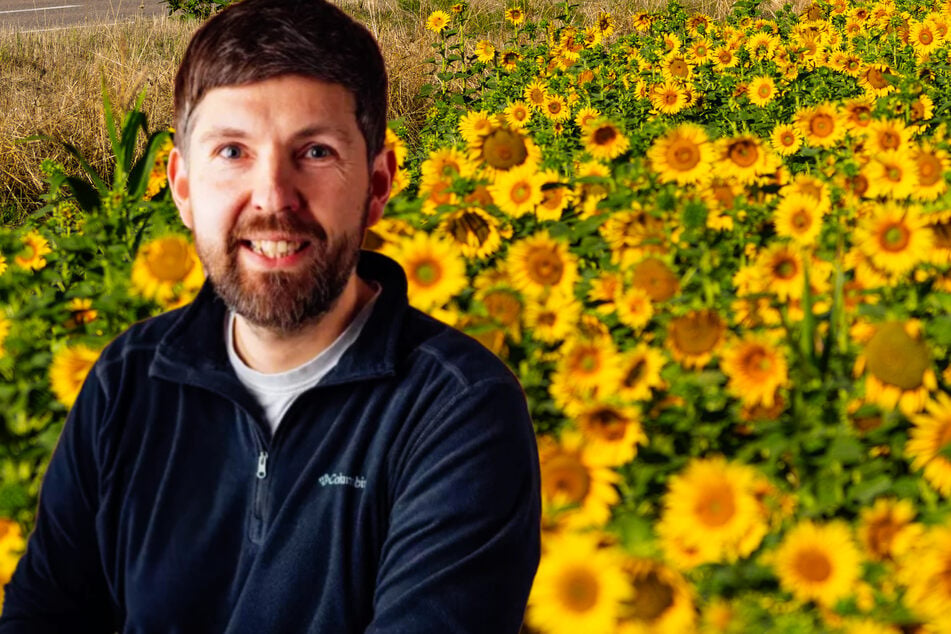 Sonnenblumen erobern unsere sächsischen Äcker