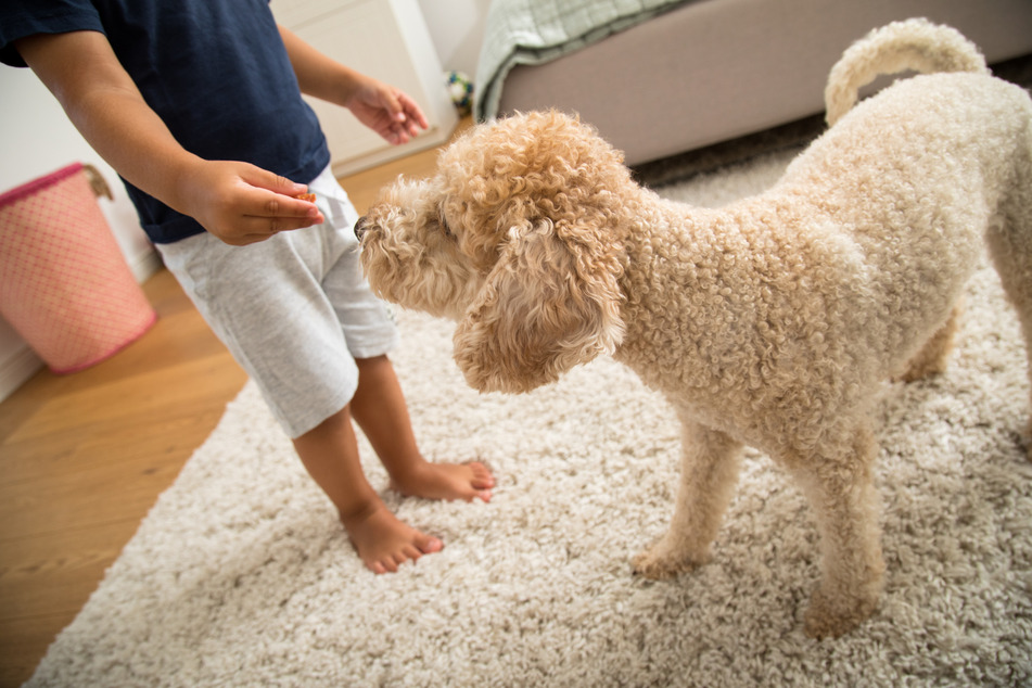 Das Durchschnittsalter der Kinder, die im Universitätsklinikum in Leipzig nach Bissattacken durch Hunde behandelt werden müssen, liege bei sechs Jahren. (Symbolbild)