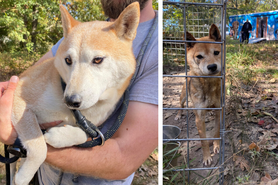 Züchter ließ Shiba Inus fast verhungern: Polizei rettet 43 Hunde