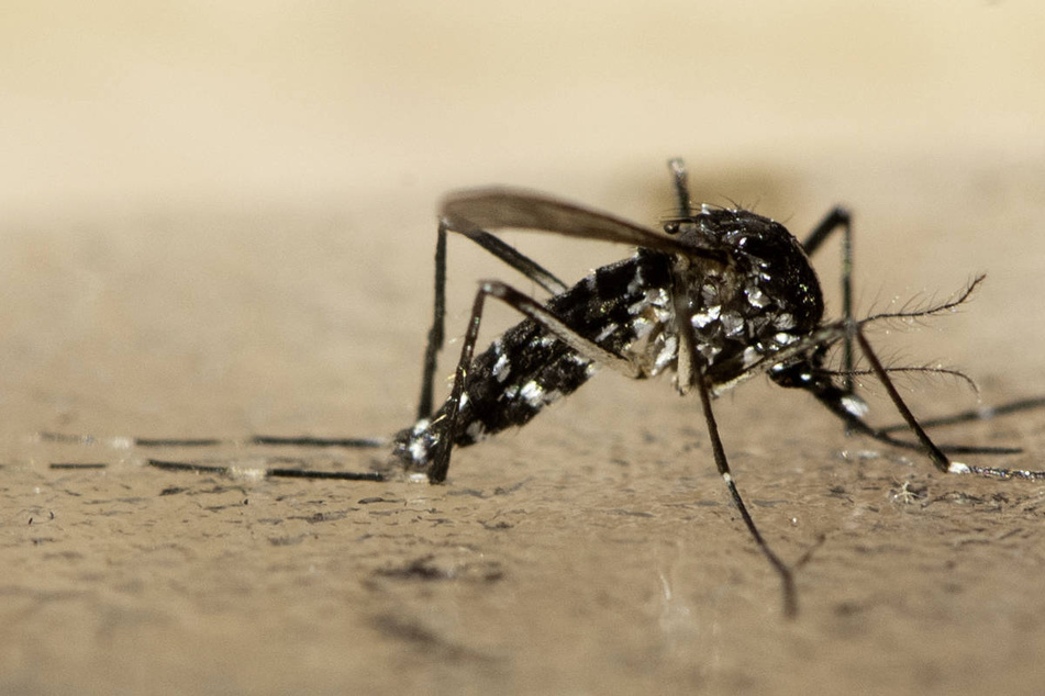 Die Tigermücke kann Krankheitserreger wie das Dengue-, das Chikungunya- und das Zika-Virus übertragen.