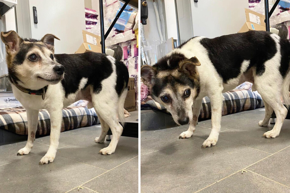 Ex-Besitzer überließen alten Hund einfach sich selbst, jetzt kann der Terrier kaum laufen