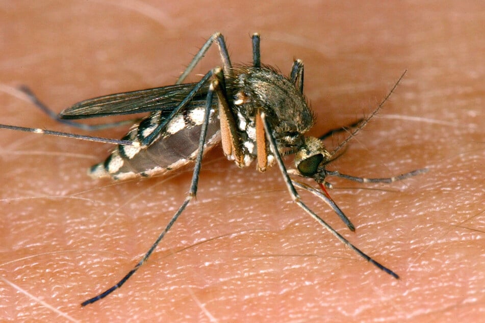 Das West-Nil-Virus wird von Mücken auf Menschen übertragen.