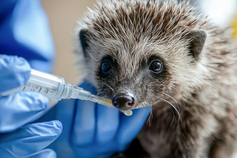 Ein kranker, verletzter oder stark abgemagerter Igel sollte zu einer Igelstation gebracht werden.
