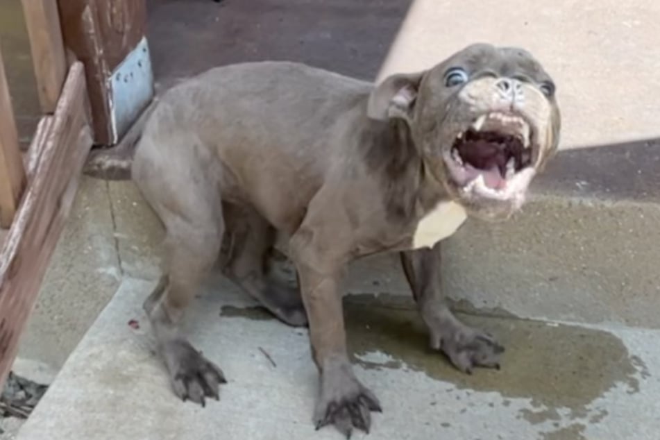 Terrified dog makes dramatic transformation after emotional rescue