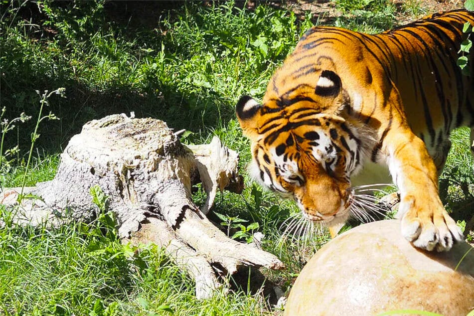 Leipziger Zoo-Tiger lässt seine Wut heraus: "Randalieren ist sein Ding"