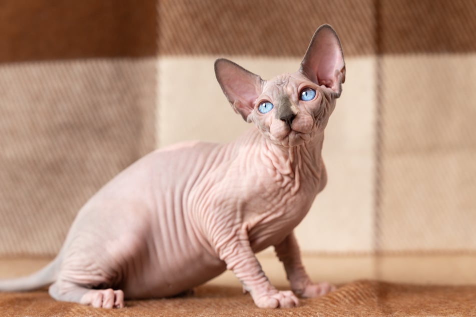 Sphynx-Katzen sind dafür bekannt, dass sie kein Fell besitzen.